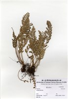 藏品(Asplenium)的圖片